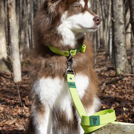 Wool Baseball Hat with Leash Matching Set