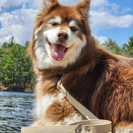 Knit Hat with Pom and Vegan Leather Dog Leash