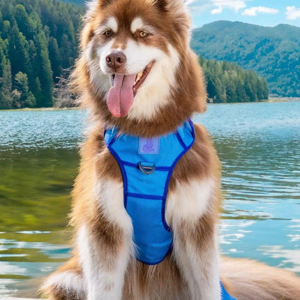 Ultimate Designer Dog Harness - Stylish and Comfortable with