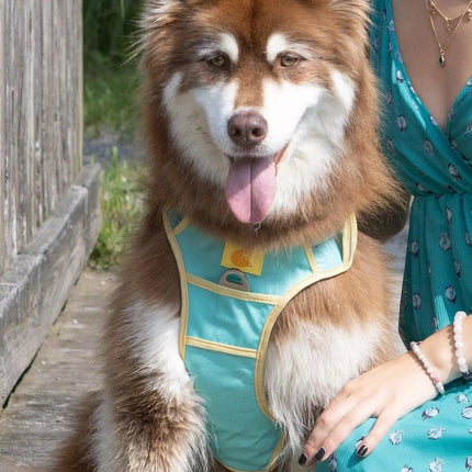 Ultimate Designer Dog Harness - Stylish and Comfortable with