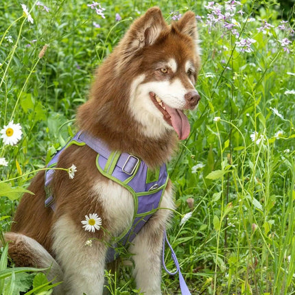Ultimate Designer Dog Harness - Stylish and Comfortable with