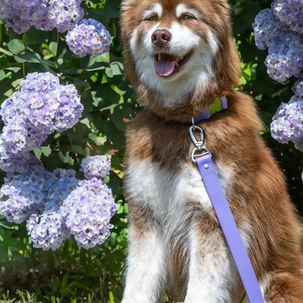 Baseball Cap with Leash Matching Set