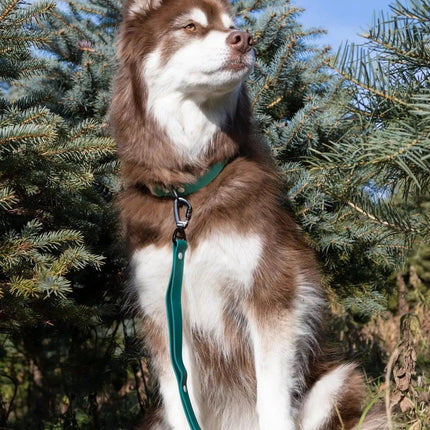 Spruce Winter Hat with Pom & Waterproof Leash